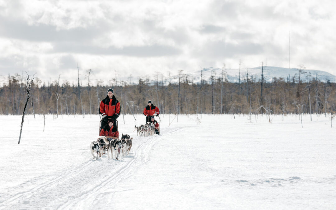 OVERNIGHT HUSKY SAFARI, Luosto