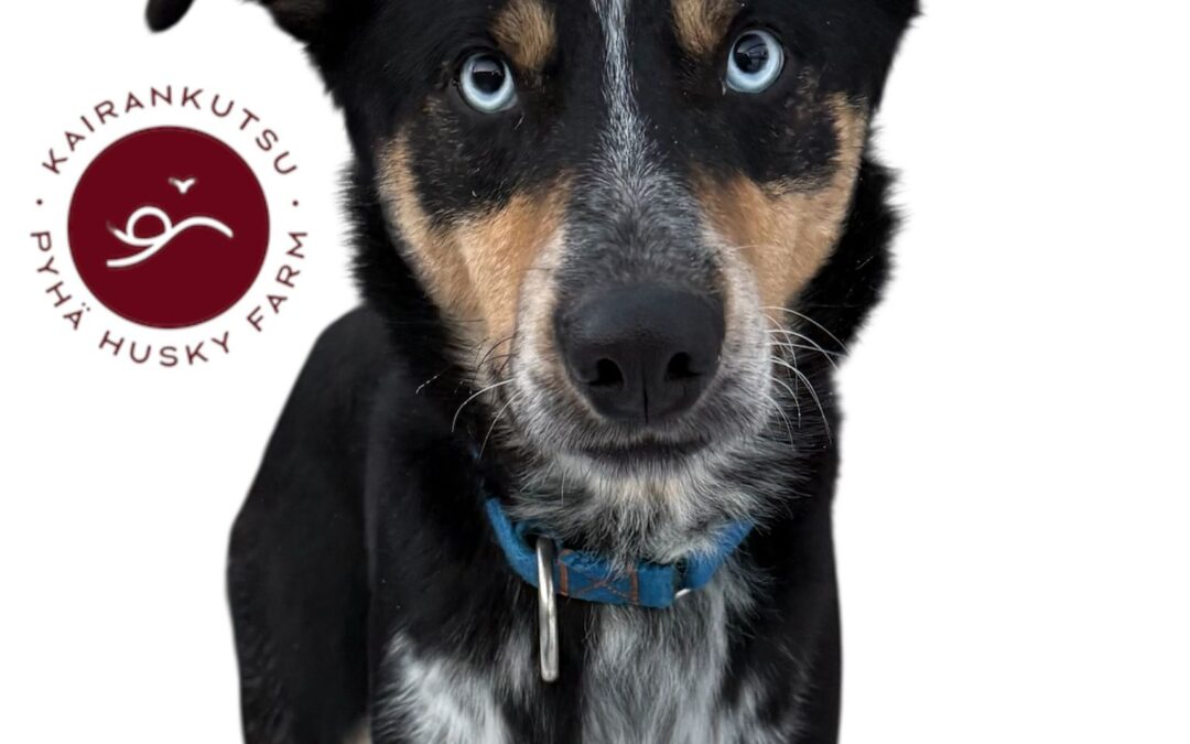 1,5 hour husky experience – 5km Husky Safari & Farm Visit