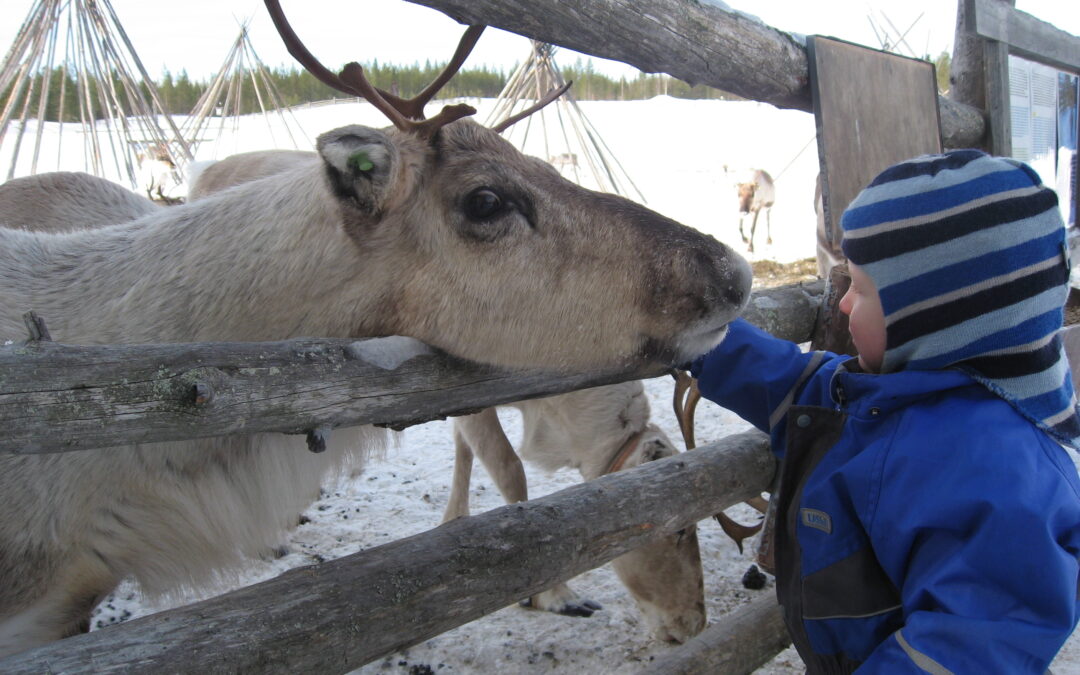 Year of the Reindeer – farm visit