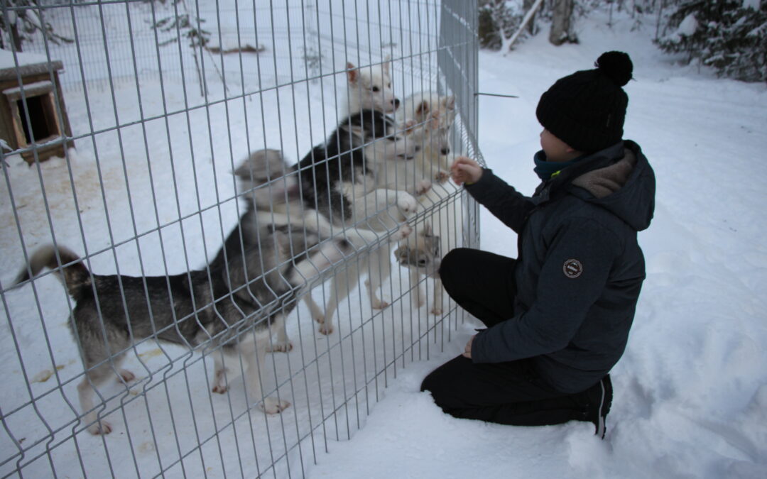 Husky Farm Visit – Meet Our Friendly Huskies!