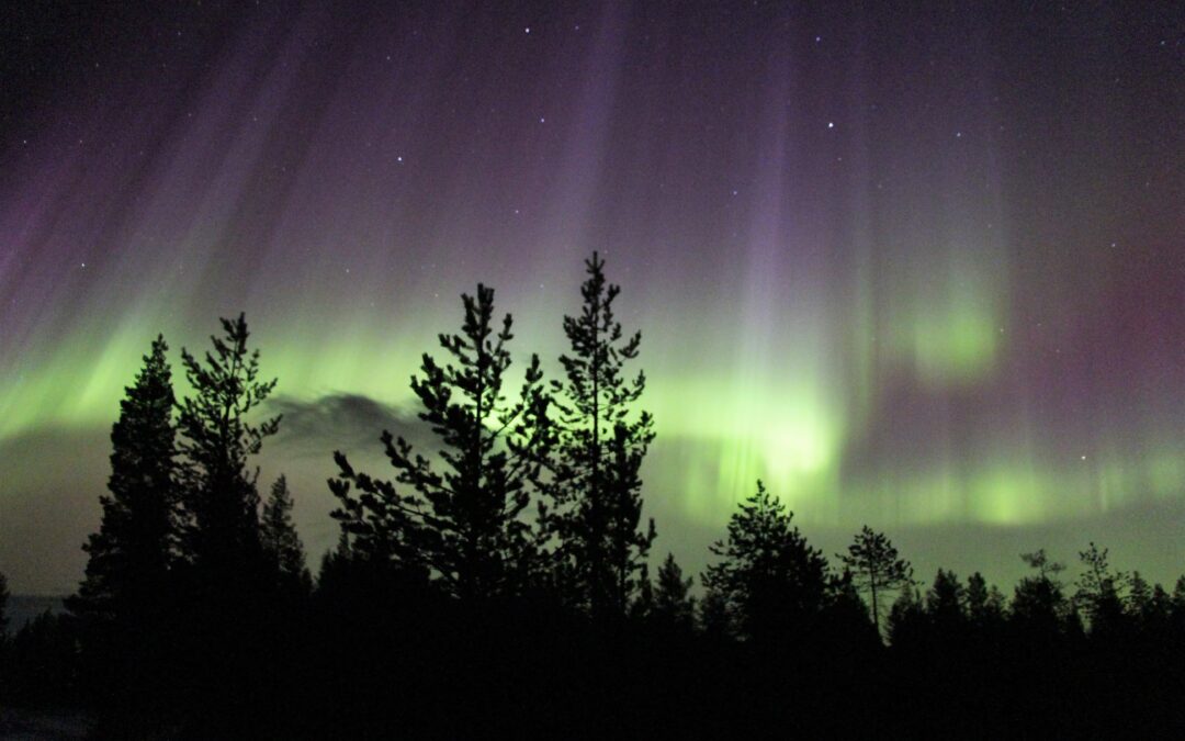 Arctic Skies – Evening Reindeer Safari