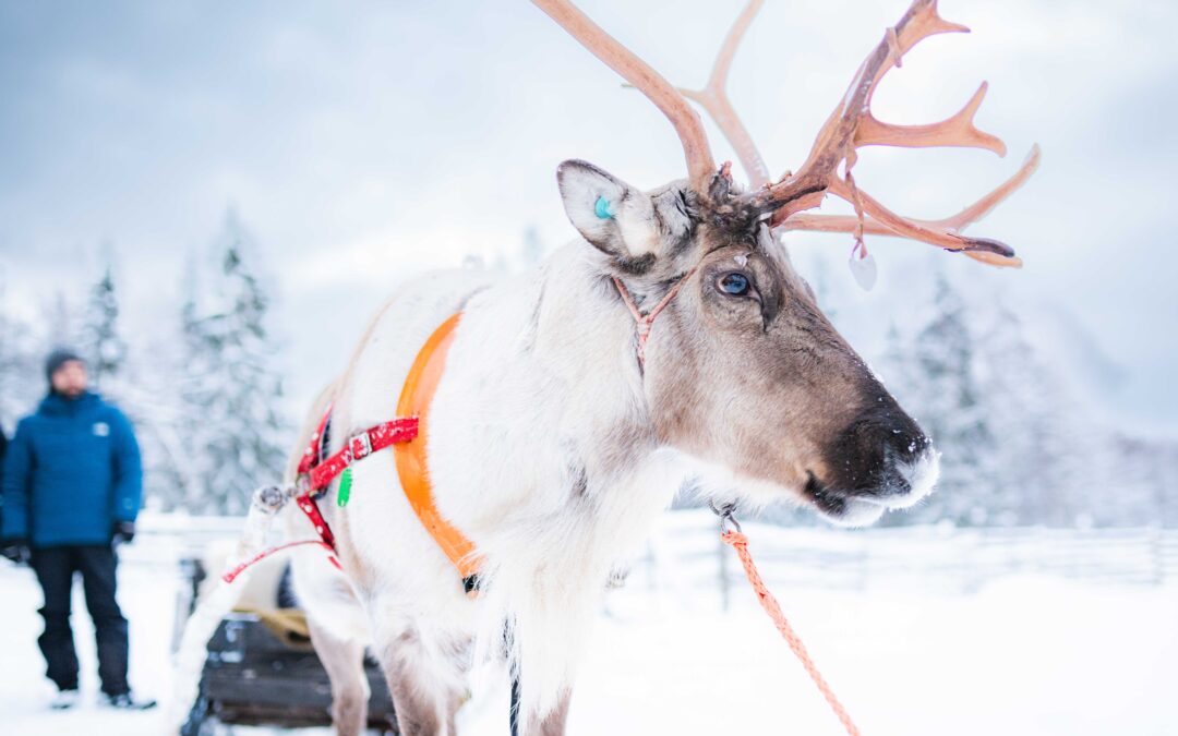 Local Reindeer farm visit with 2 km sleigh ride